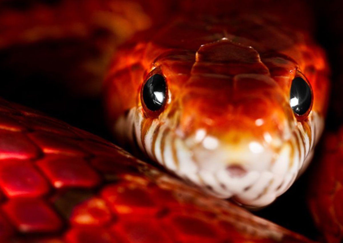 Красные змеи