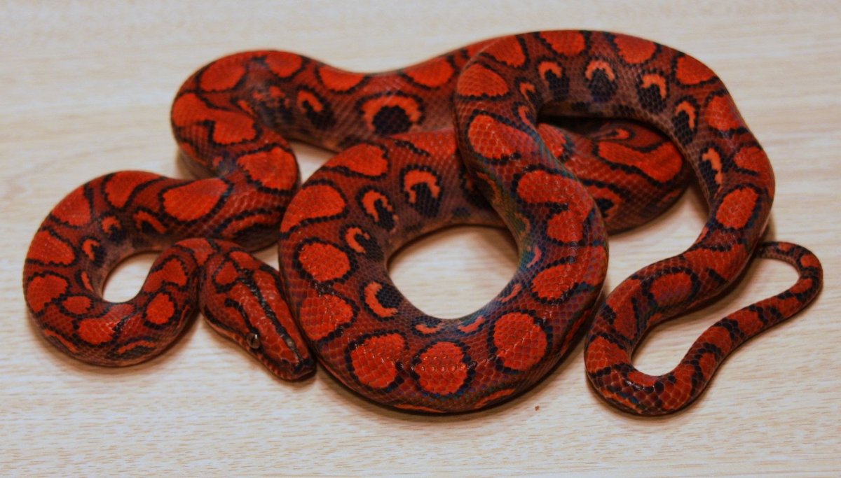 Коралловая змея Хаттори