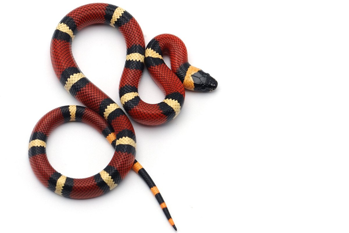 Змея Аспид гуччи