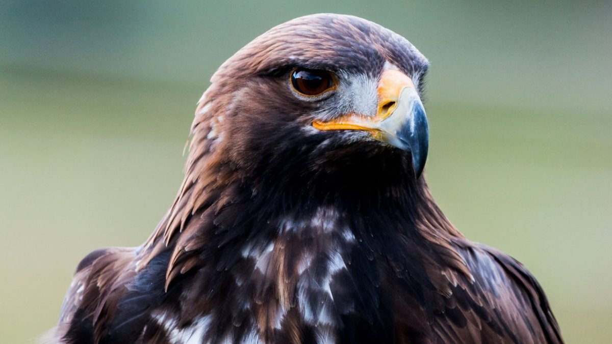 Белоголовый Орлан в белом