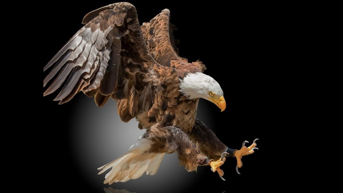 Хищные птицы ястреб Коршун