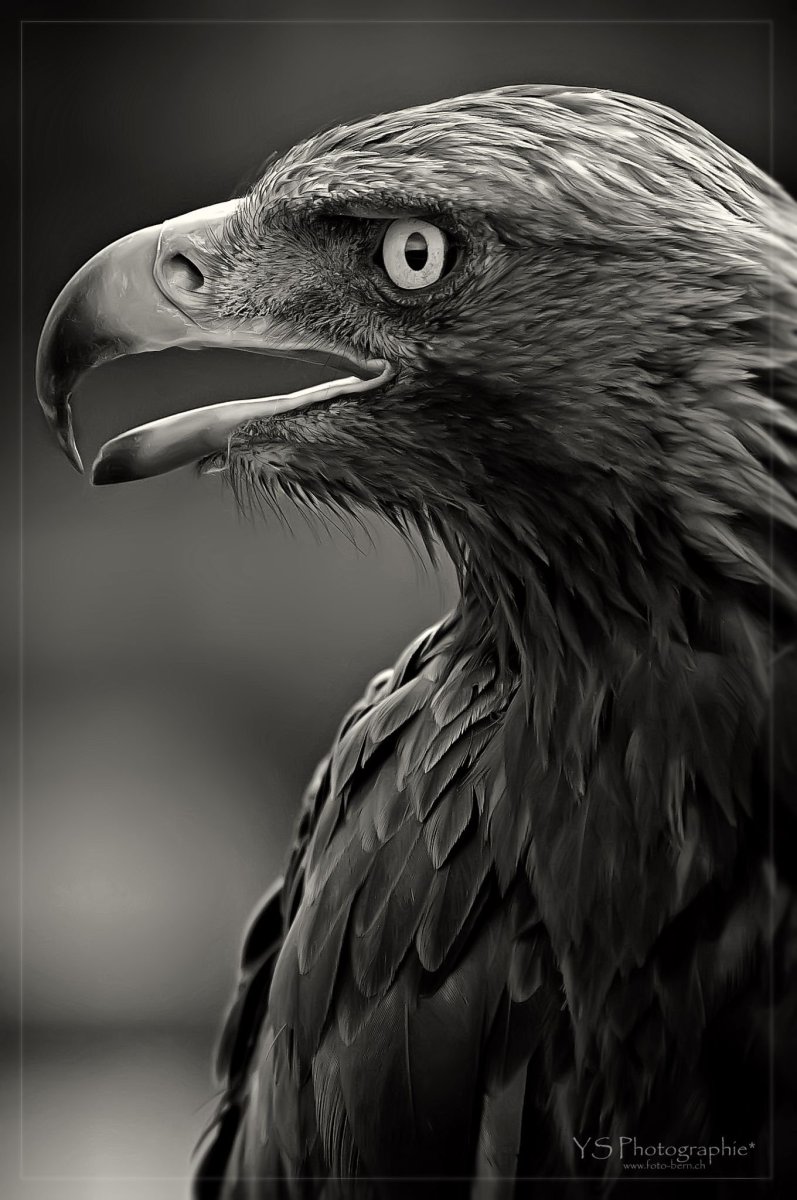 Орел Беркут черный