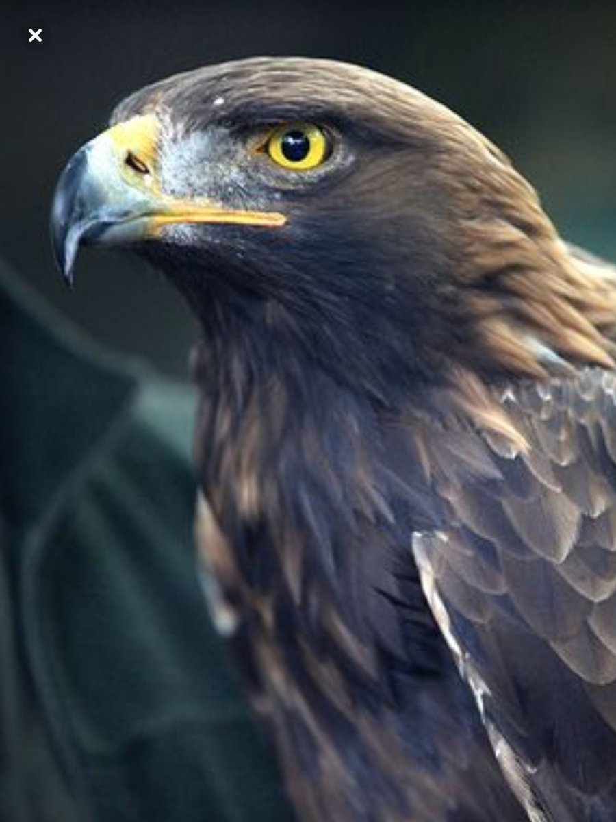 Беркут птица