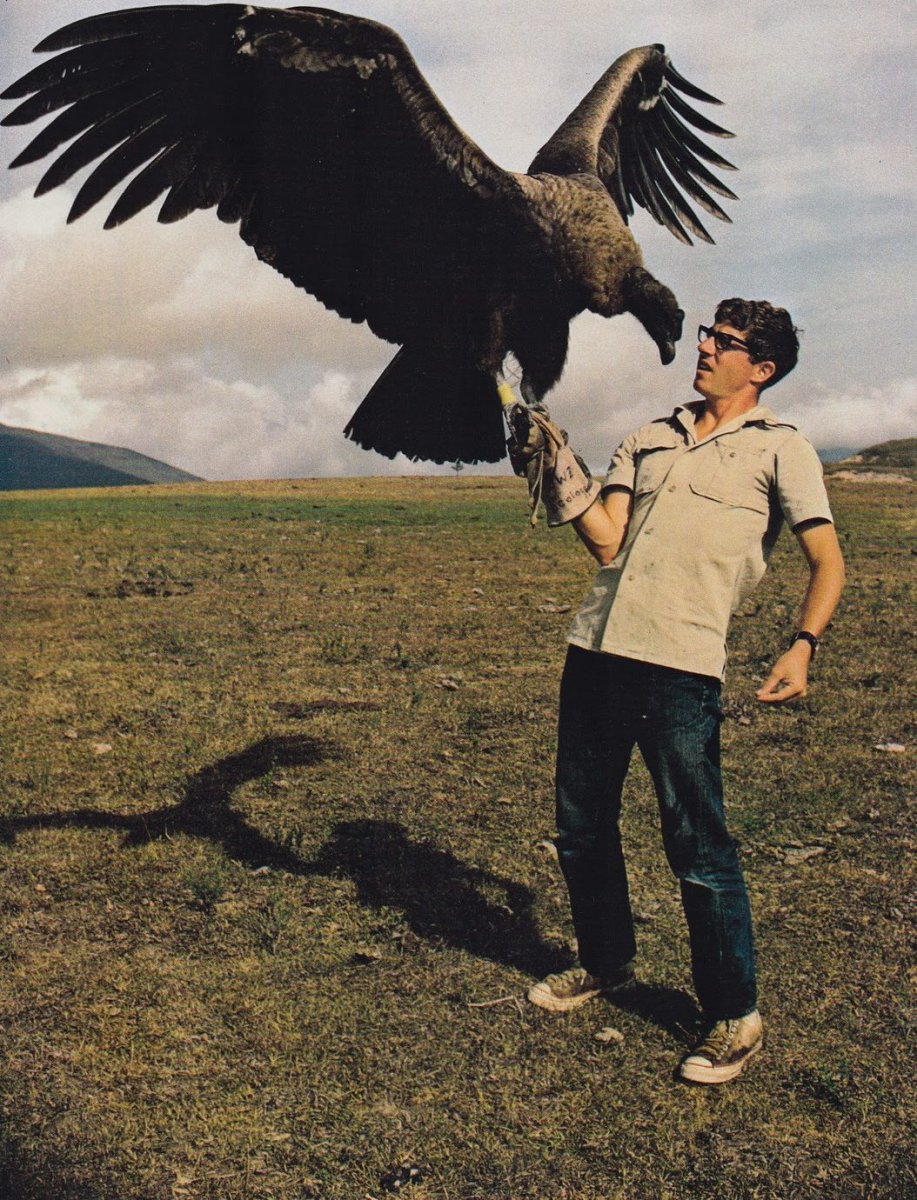 Орел нападает на человека