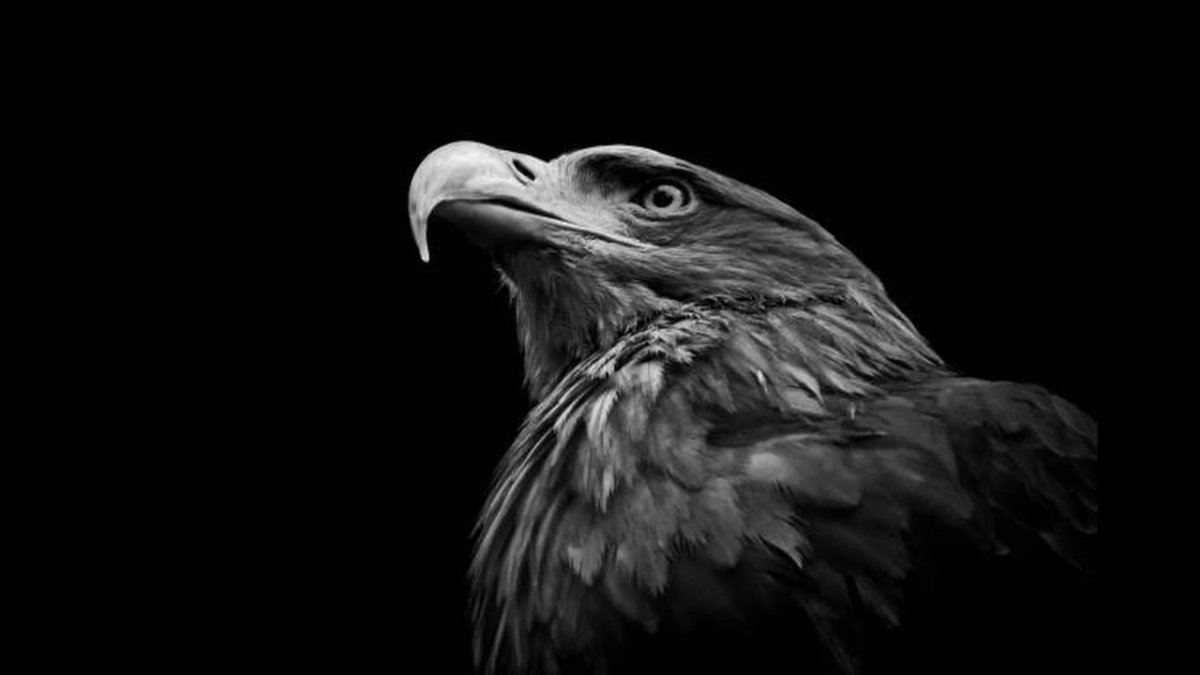 Рисунок Беркут на темном фоне