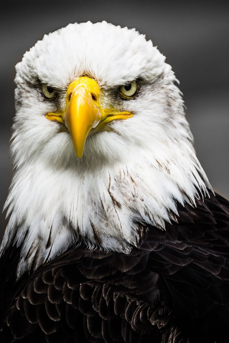 Орлан Орел Коршун