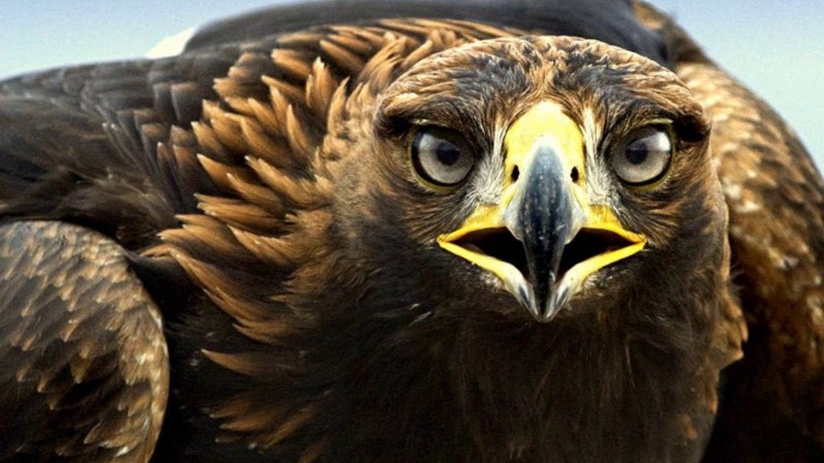 Орлан-белохвост на охоте