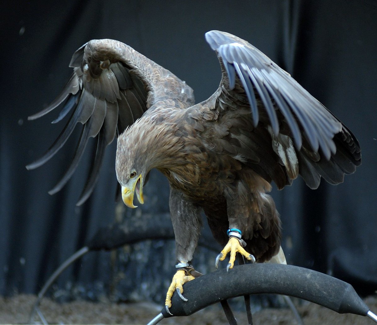 Беркут пикирует