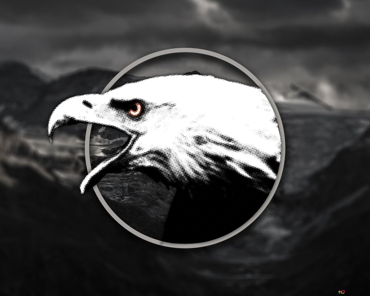 Беркут золотой Орел