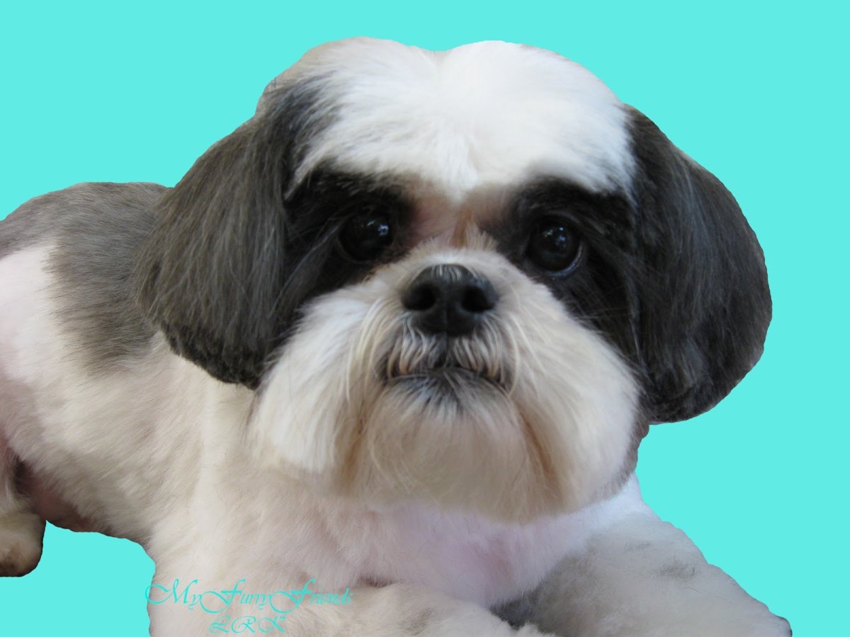 Ши тцу Бусинка