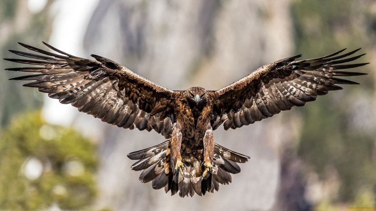 Орел Беркут размах крыльев