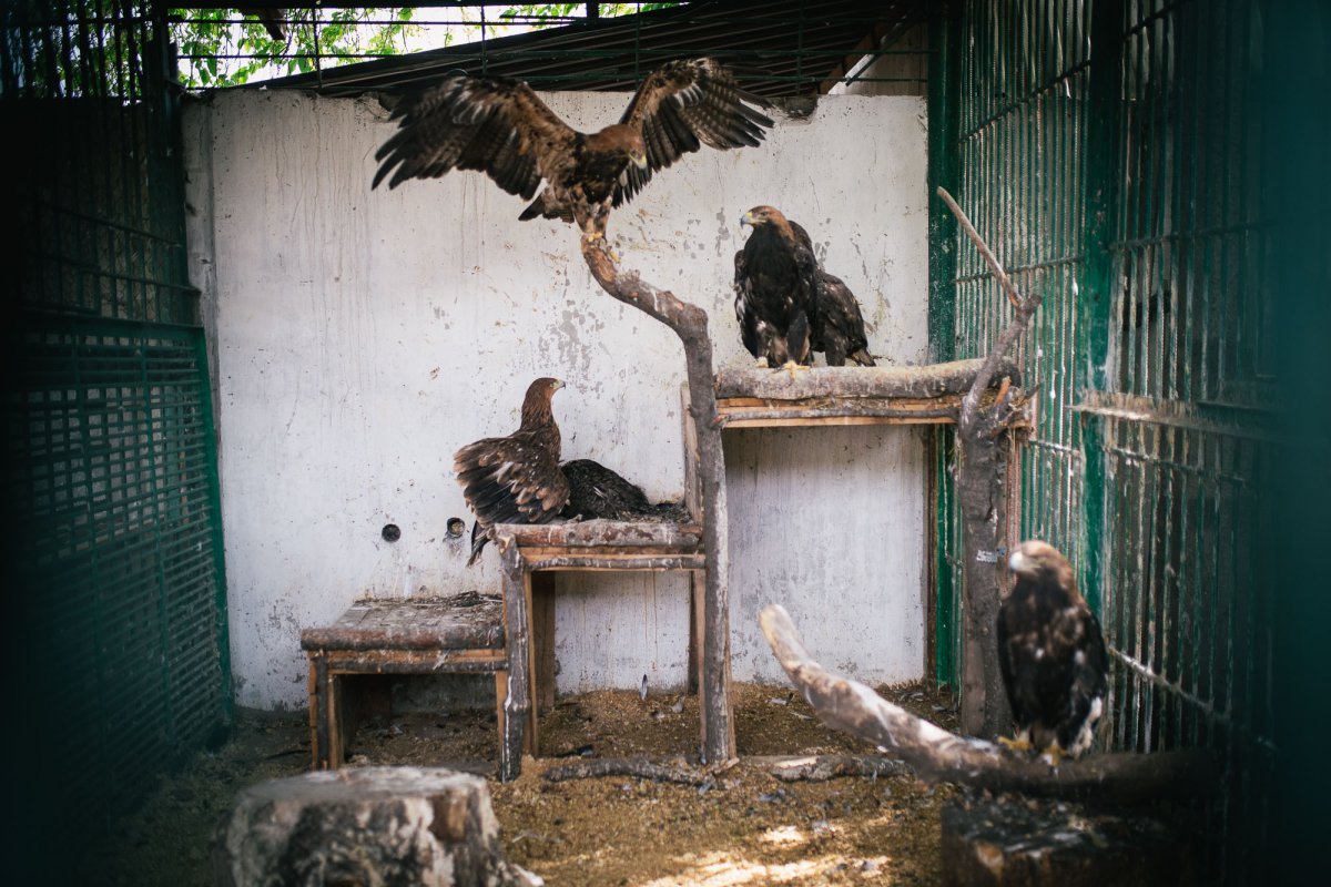 Черный Беркут 2020