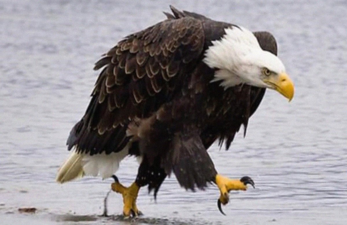 Белоголовый Орлан и человек