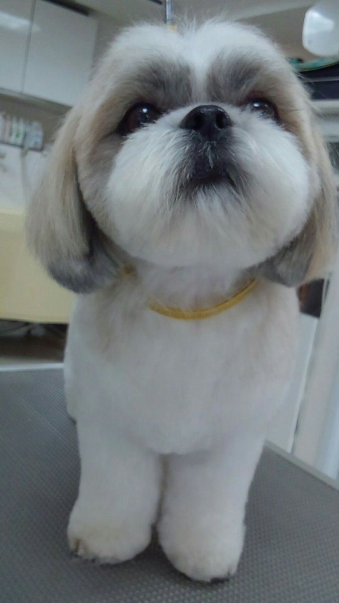 Стрижка ши тцу под щенка