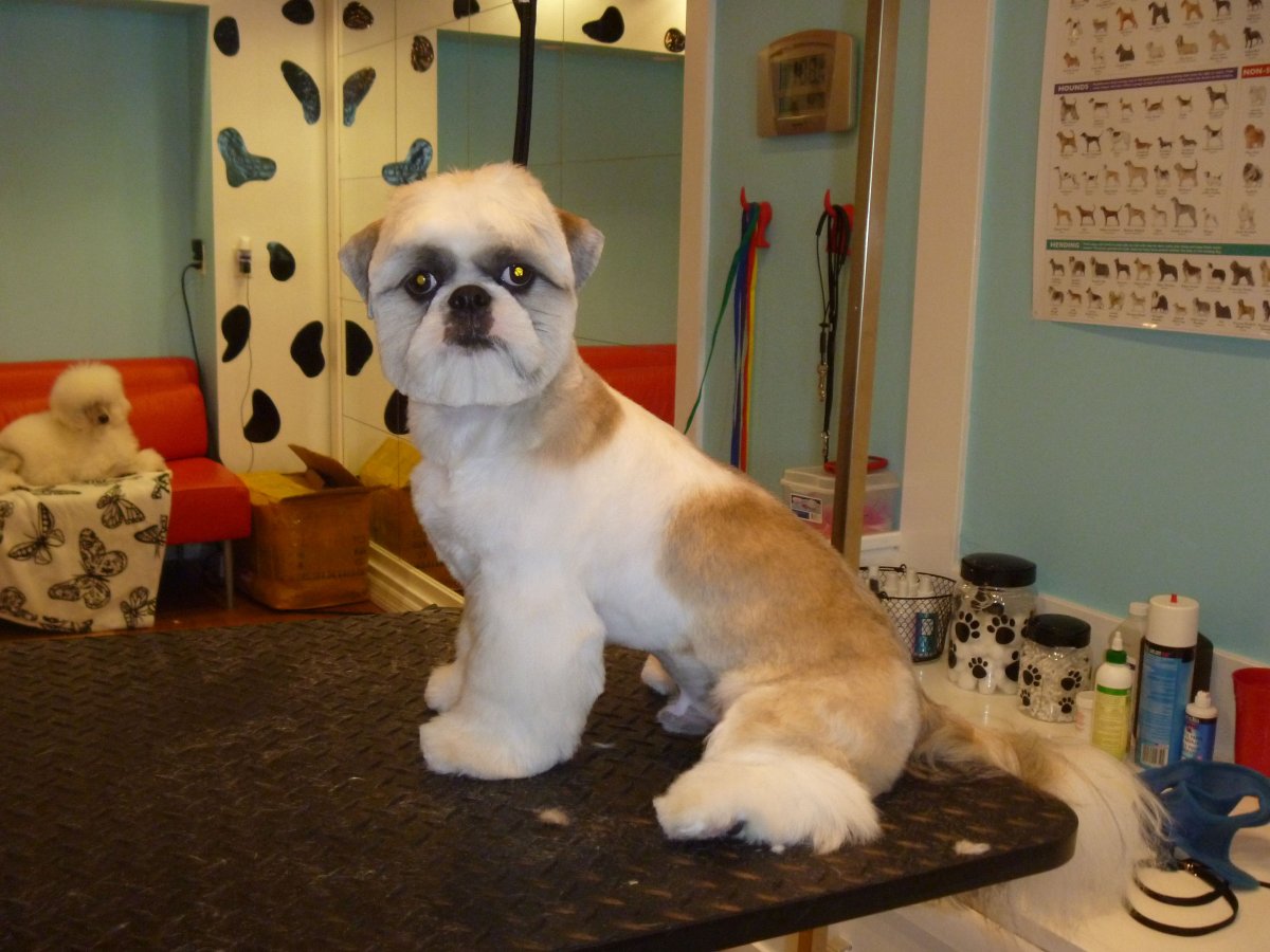 Стрижка ши тцу под машинку