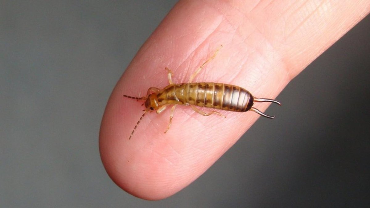 Двухвостка насекомое