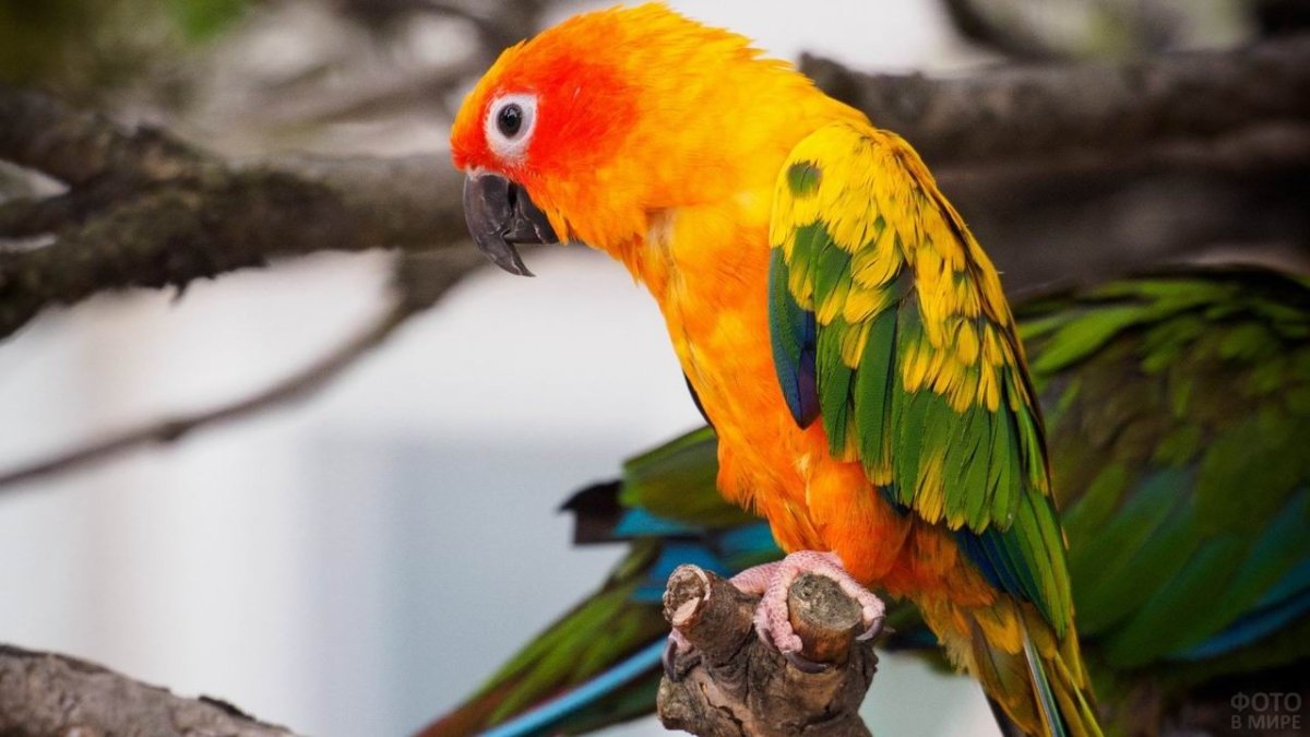 Попугай породы аратинга