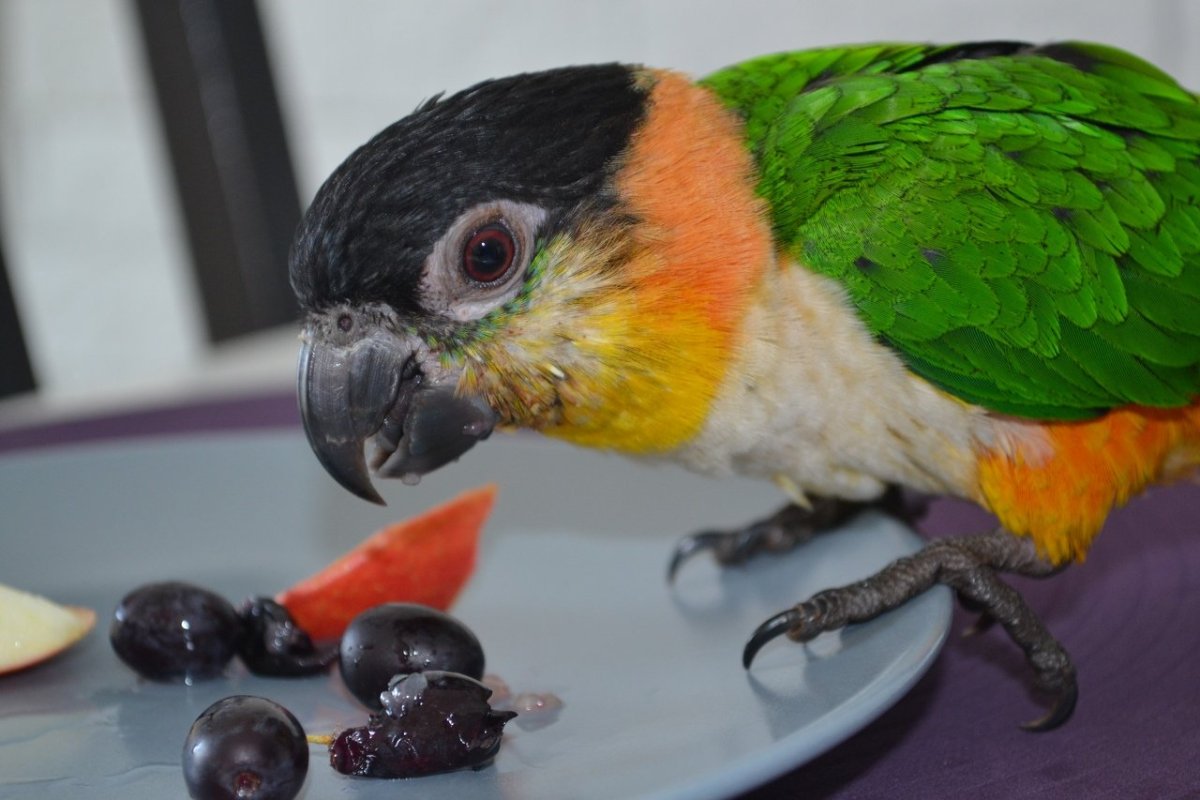 Картина салатовый попугая