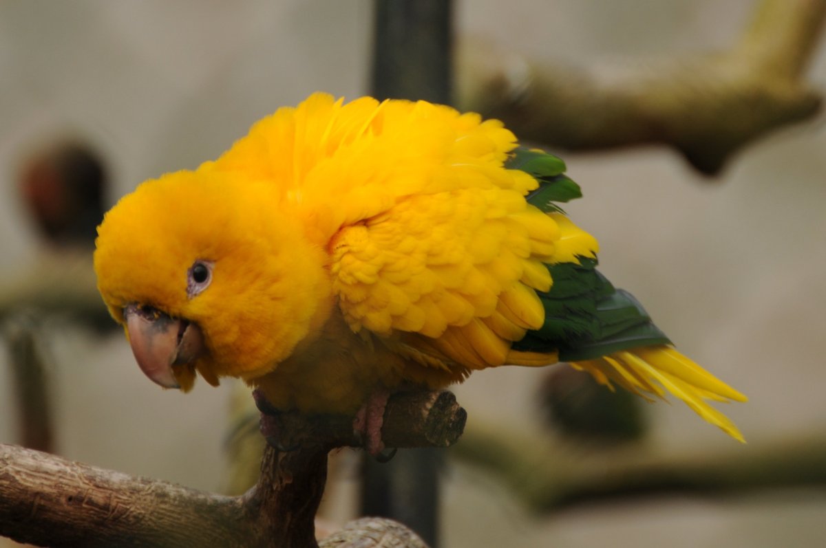 Попугай какарик красный