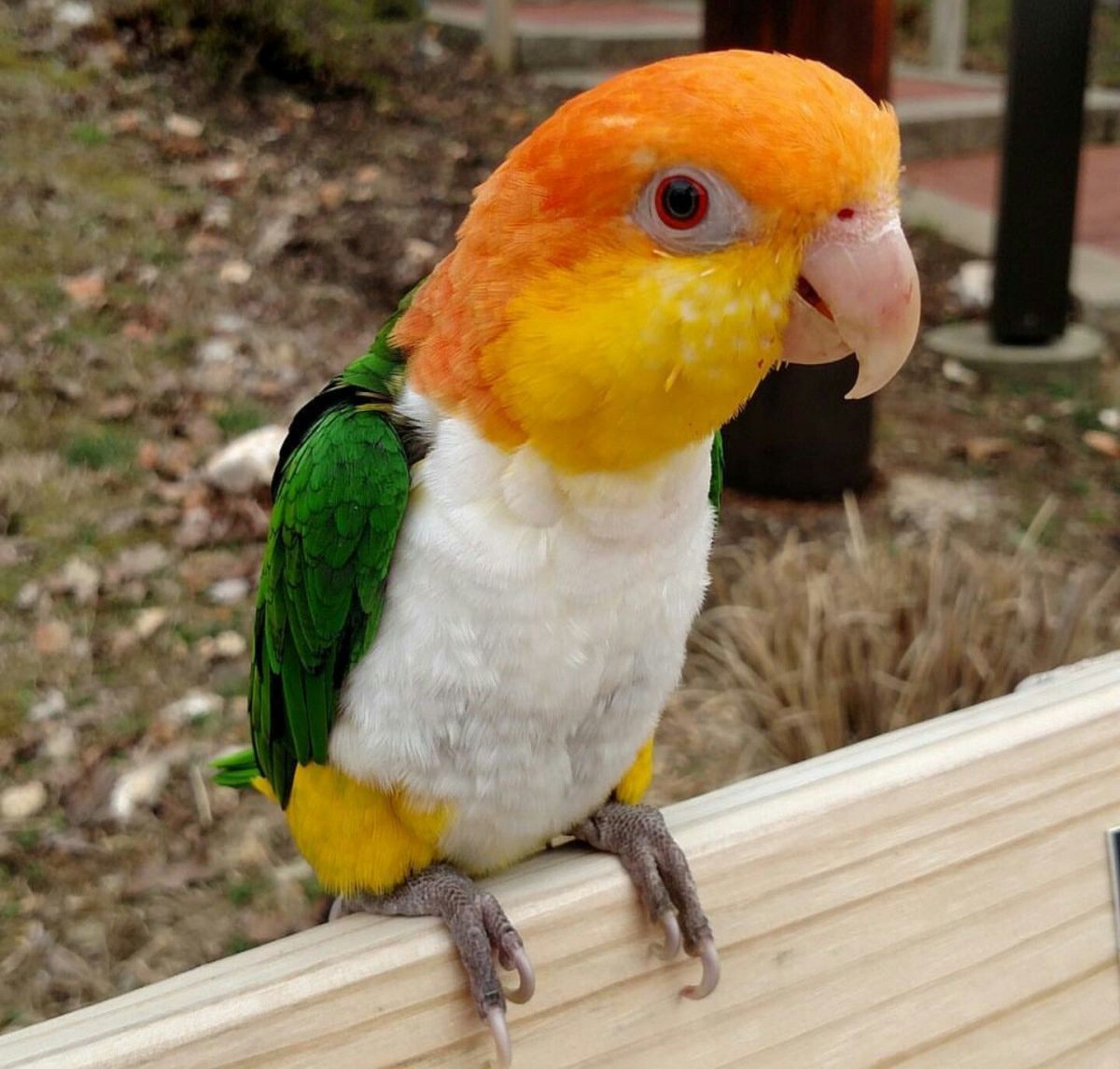 White bellied Caique попугай