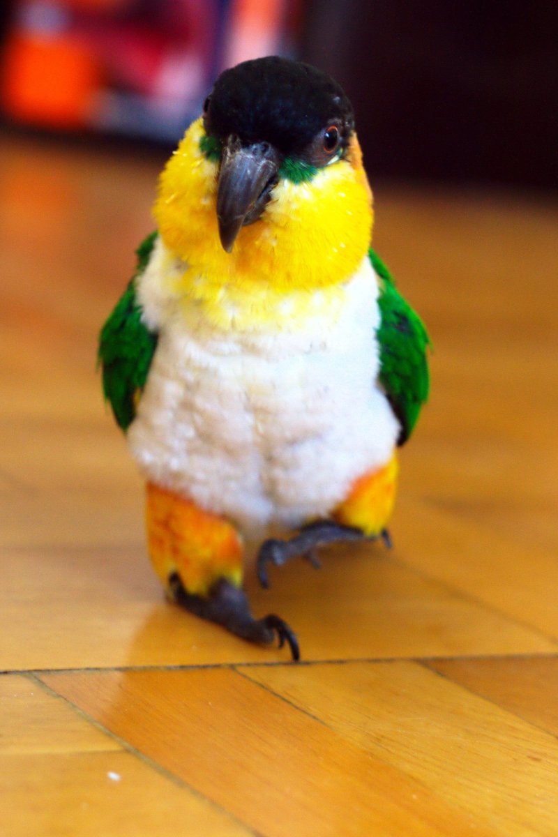 Черноголовый белобрюхий попугай