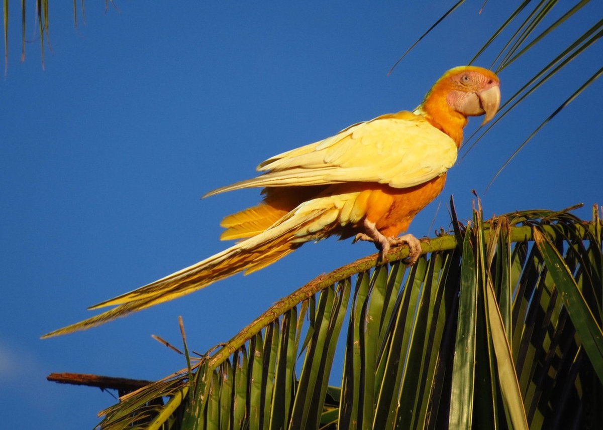 Попугаи неразлучники персиковые