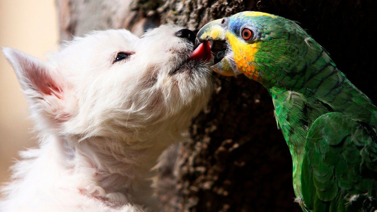 Карликовый попугай Эдвардса