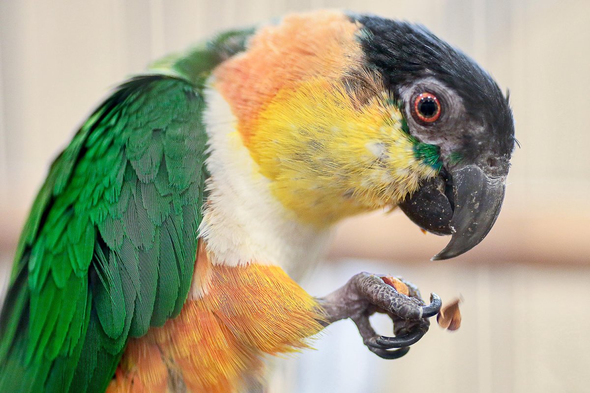 Попугай ара трехцветный