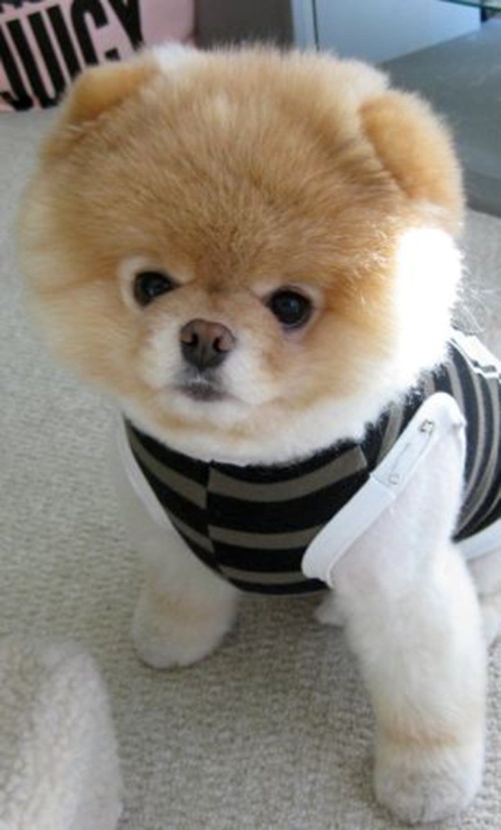 Померанский шпиц стриженный