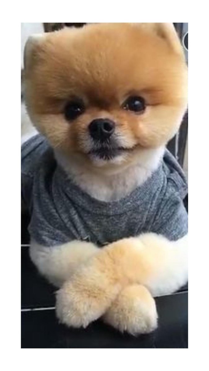 Шпиц померанский стриженный под машинку