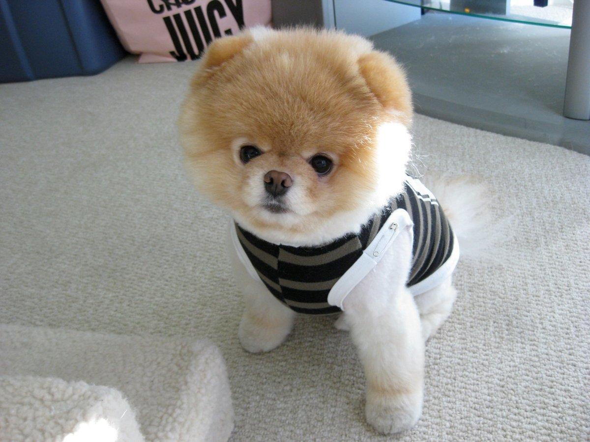 Карликовый шпиц