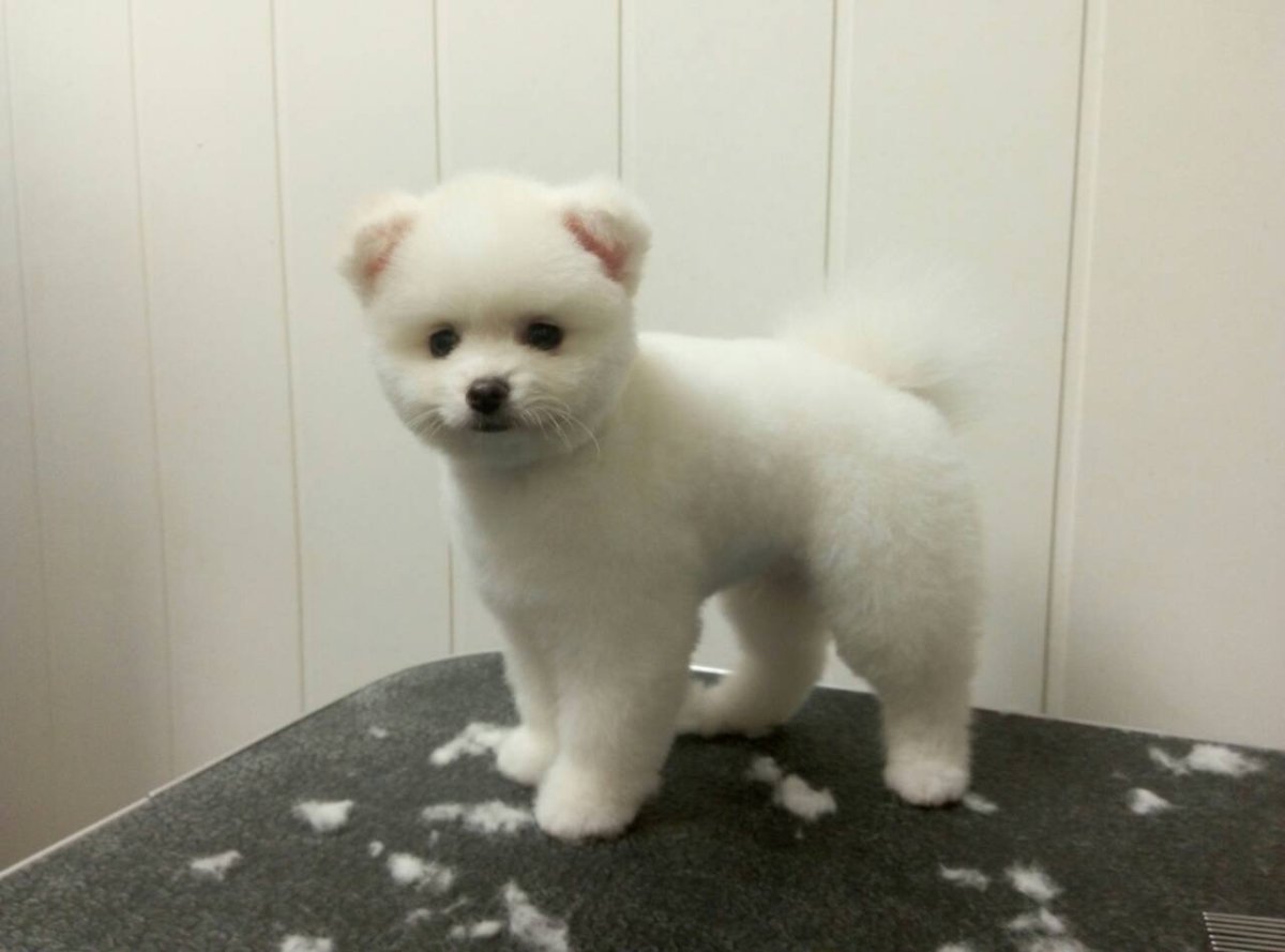 Померанский шпиц белый подстриженный