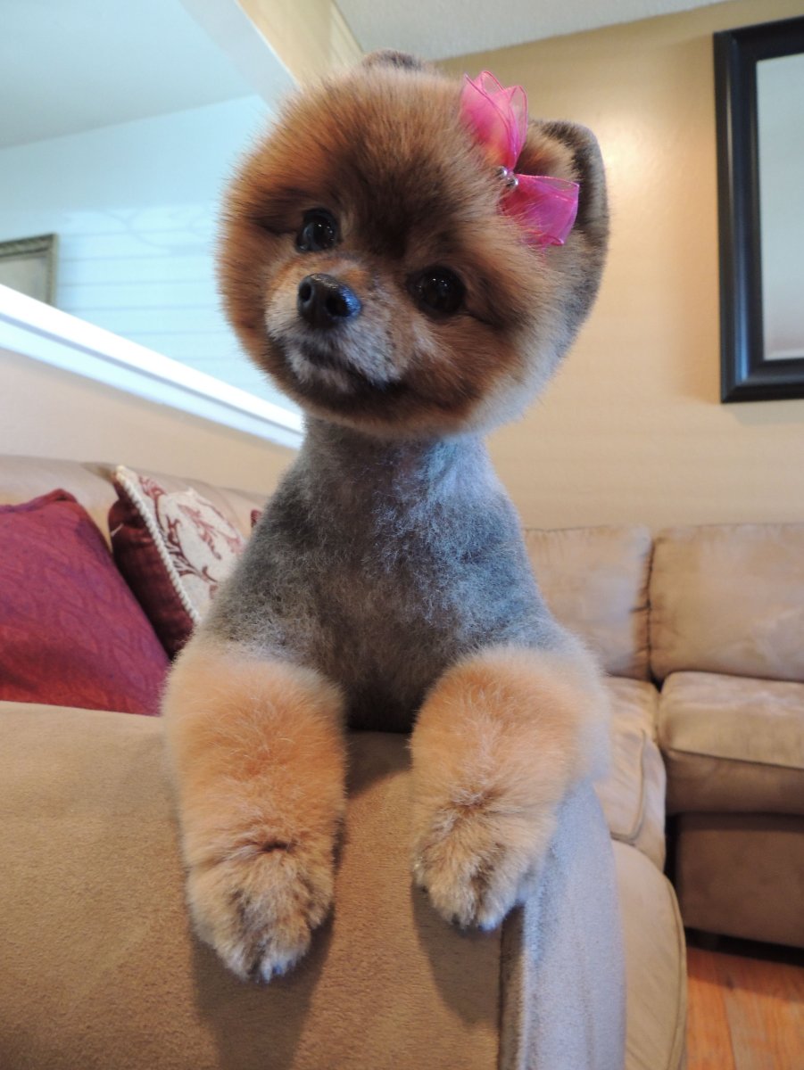 Померанский шпиц БОО щенок