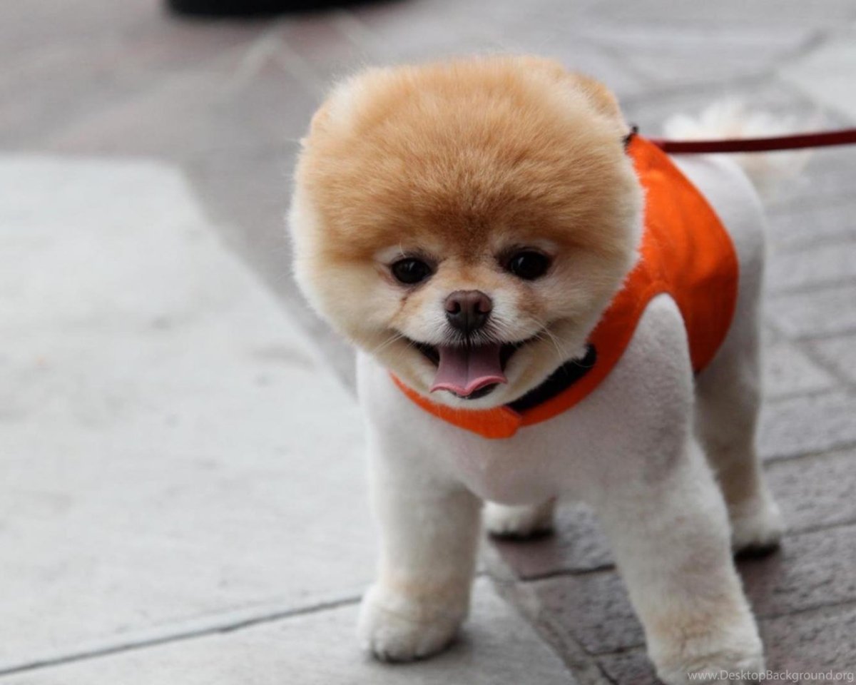 Шпиц померанский карликовый стриженный