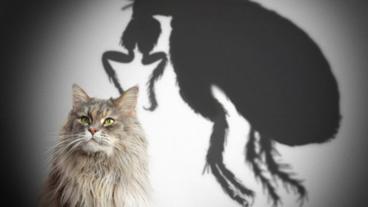 Все виды паразитов кошек с рисунками