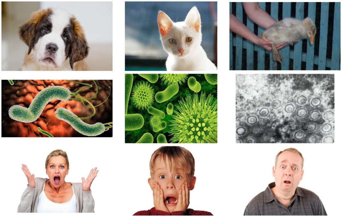 Власоед у морской свинки