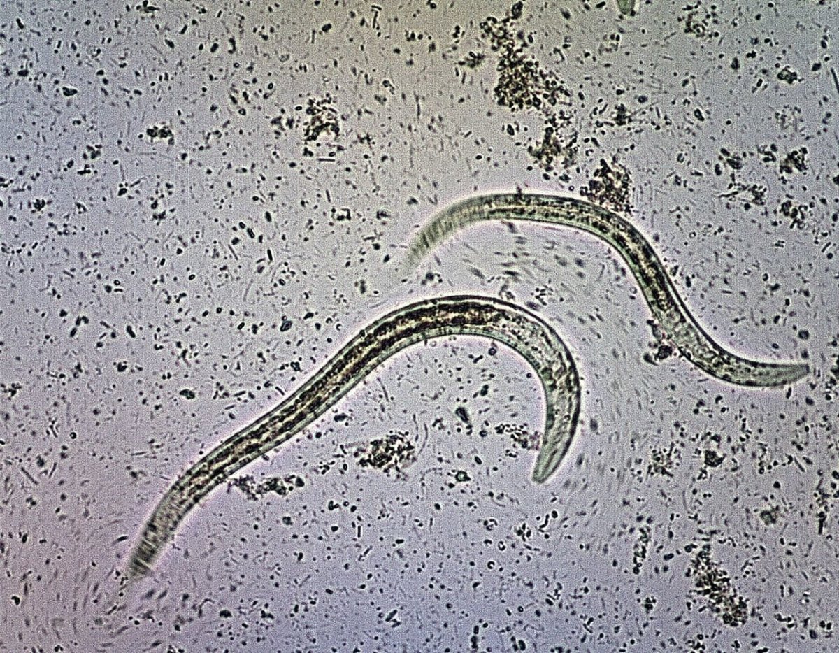 Психоделические коты