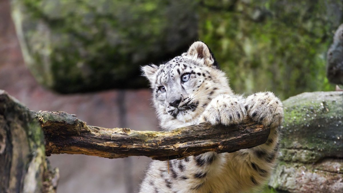 Жизненный цикл блохи кошачьей