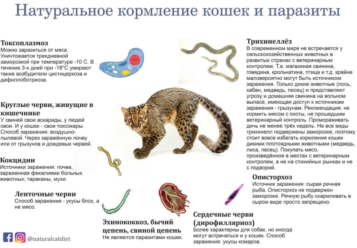Все виды паразитов кошек с рисунками