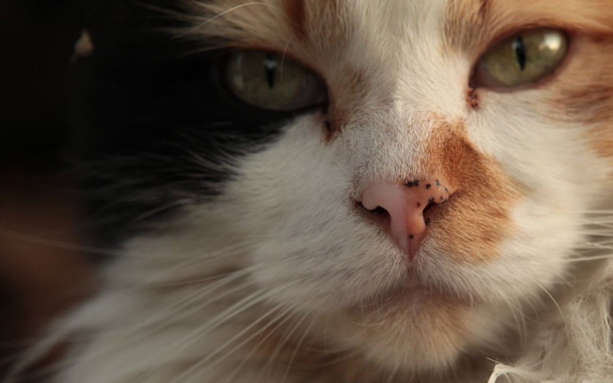 Кошачьи паразиты плоские