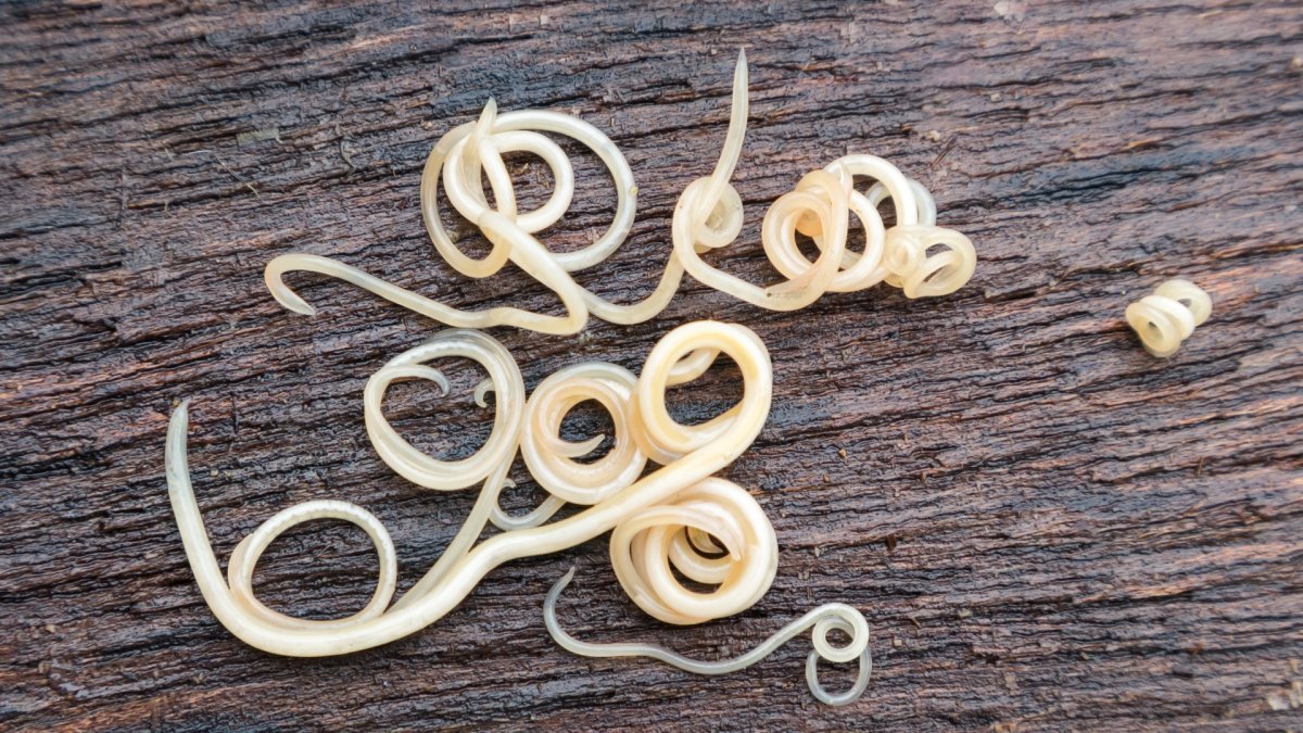 Паразит с квадратным концом