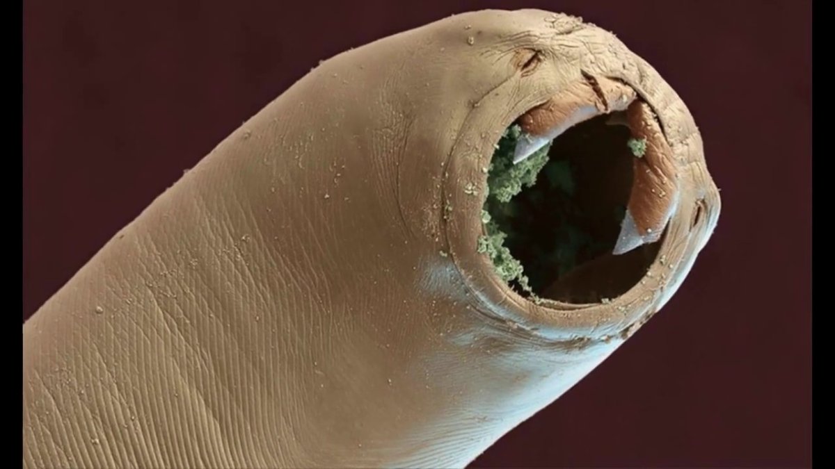 Кошкины уши