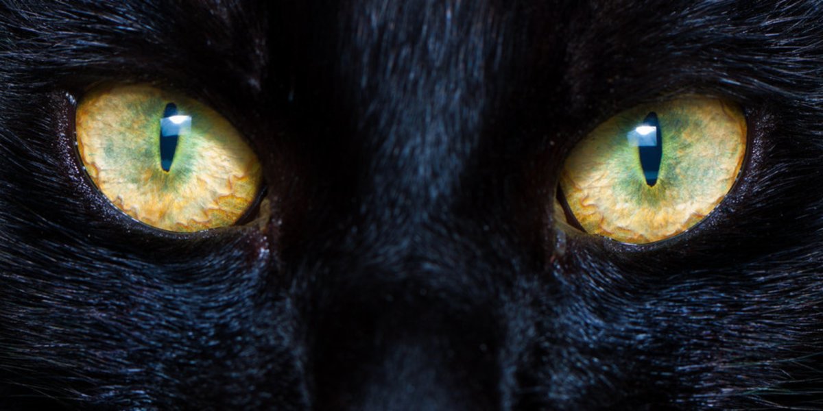 Легочный дирофиляриоз