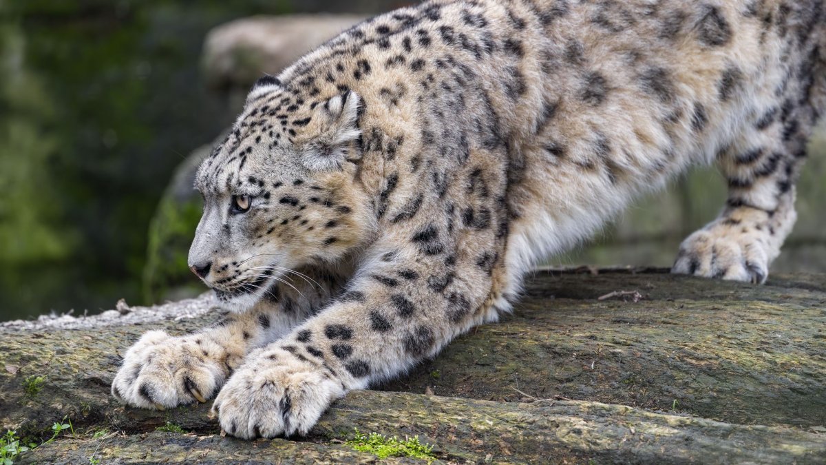 ОЛИСТЫ В глазах у кошки