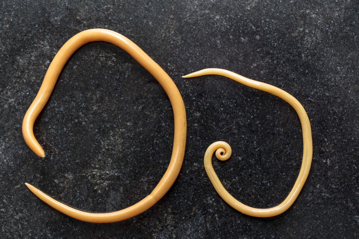 Аскаридоз, энтеробиоз, анкилостомидоз