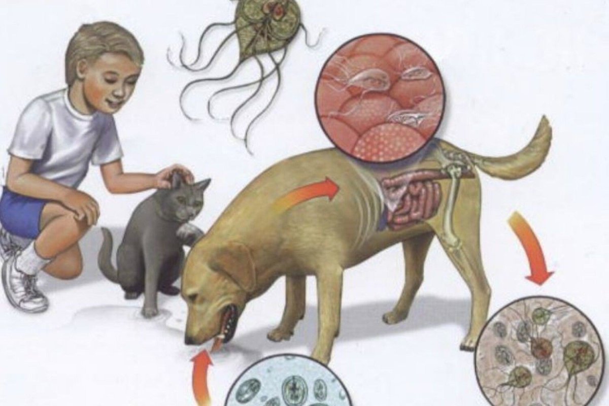 Неприятные домашние животные