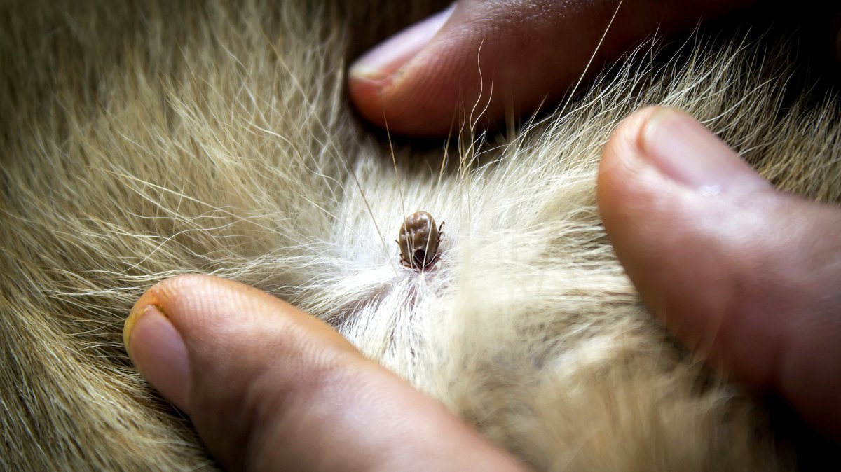 Черные червячки острицы