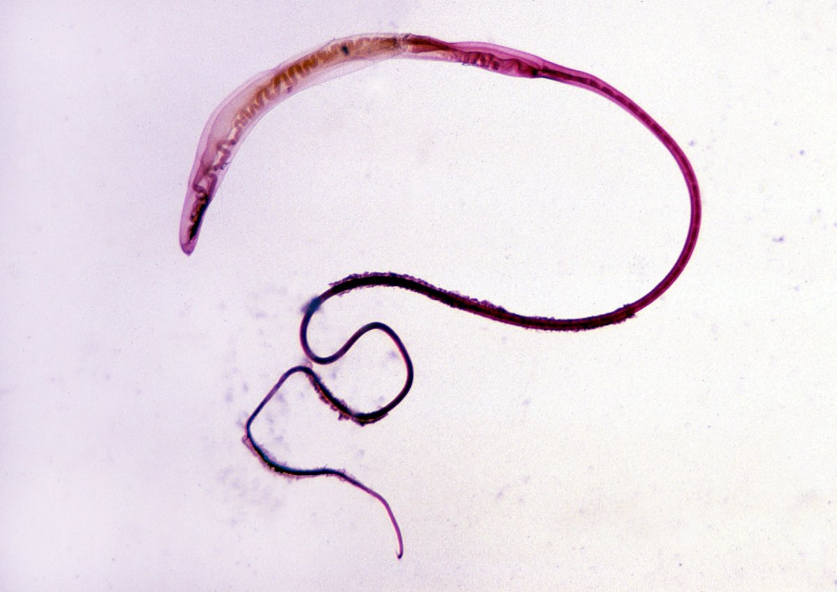 Яйца личинки кошачьих блох