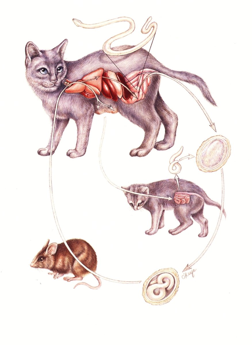 Аскариды у кошек цикл развития