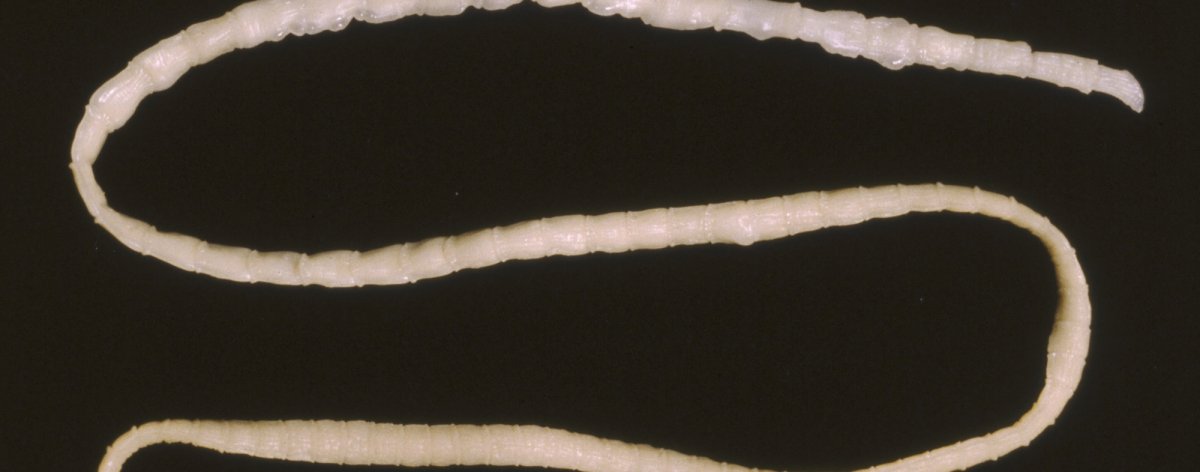 Огуречный цепень дипилидиоз